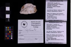 Foto (Objekt + Etiketten) von Ankylokypha parabola (Robins, Feldmann & Schweitzer, 2013) (NHMW-GEO-1990-0041-0458)